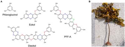 Therapeutic effects of phlorotannins in the treatment of neurodegenerative disorders